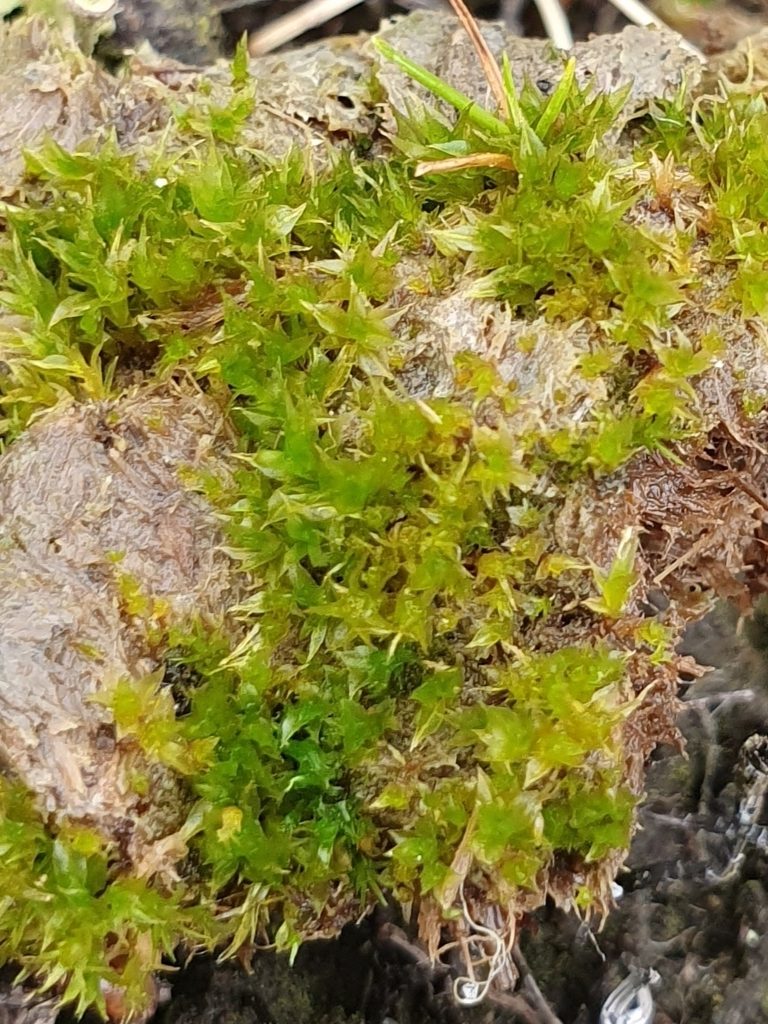 Splachnum ampullaceum, photographed by Jonathan Hughes