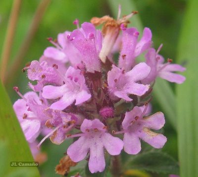 Thymus longicaulis, photographed by José Luis Camaño