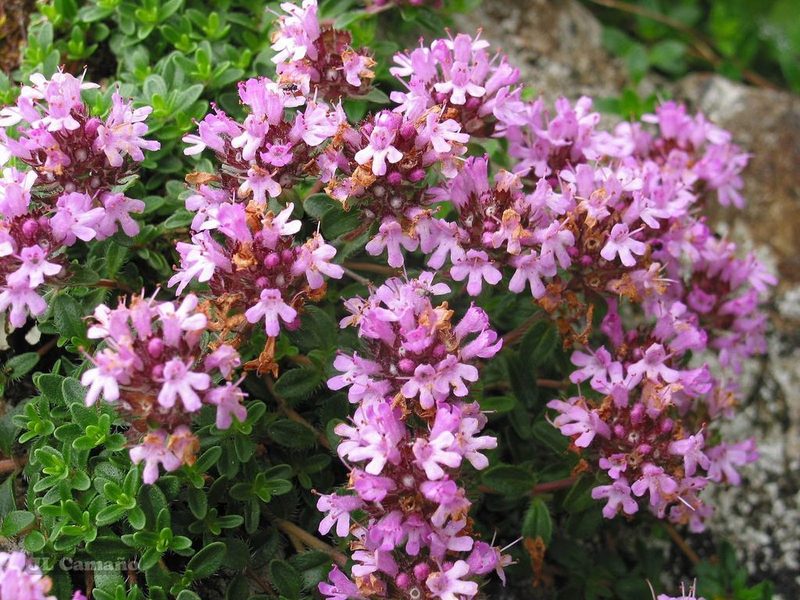 Thymus longicaulis, photographed by José Luis Camaño