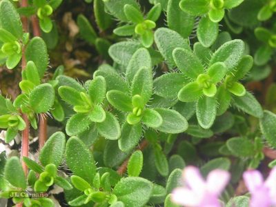 Thymus longicaulis, photographed by José Luis Camaño
