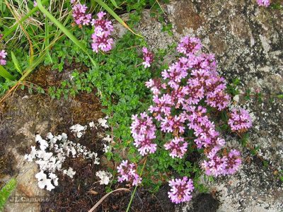 Thymus longicaulis, photographed by José Luis Camaño