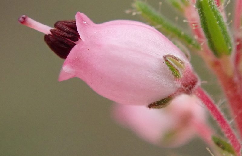 Erica racemosa, photographed by Nicola van Berkel