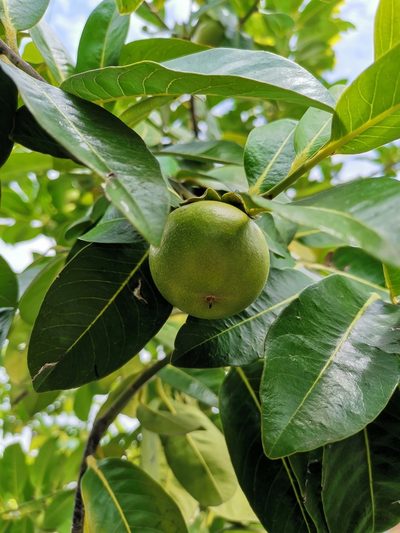 Diospyros nigra, photographed by Oscar Alejandro Morales Juárez