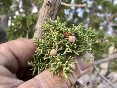 Juniperus arizonica, photographed by CK2AZ