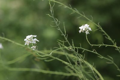 Hesperis sibirica, photographed by Nina Filippova