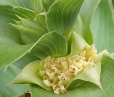 Cliffortia grandifolia, photographed by Nicola van Berkel