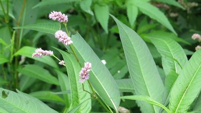 Persicaria pensylvanica, photographed by Marilynn Miller