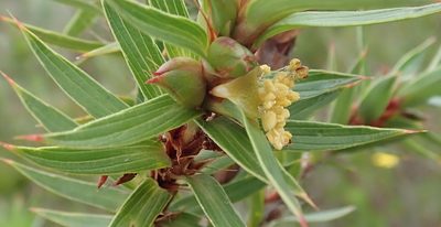 Cliffortia lanceolata, photographed by Nicola van Berkel