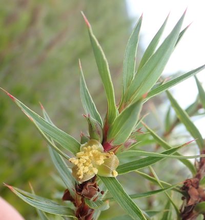 Cliffortia lanceolata, photographed by Nicola van Berkel