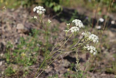 Kitagawia baicalensis, photographed by Nina Filippova