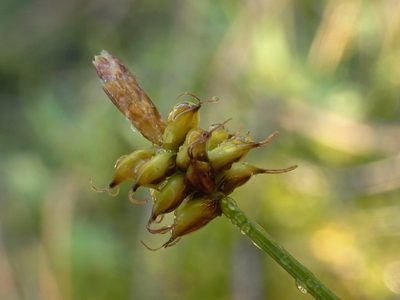 Carex alascana