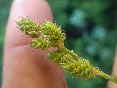 Carex canescens, photographed by Trevor Van Loon