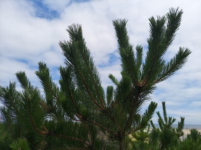 Pinus thunbergii, photographed by the swamp ass