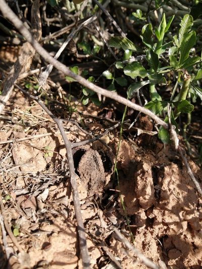 Hydnora africana, photographed by Danie Palm