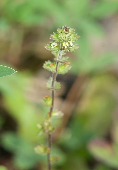 Euphrasia subarctica, photographed by Donald Hampton