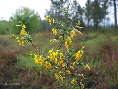 Genista ancistrocarpa, photographed by José Luis Camaño