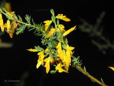 Genista ancistrocarpa, photographed by José Luis Camaño