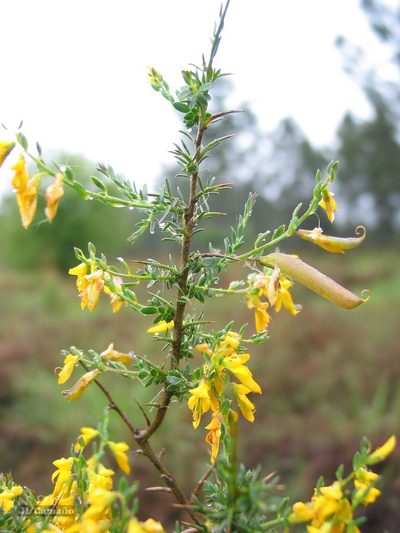 Genista ancistrocarpa, photographed by José Luis Camaño