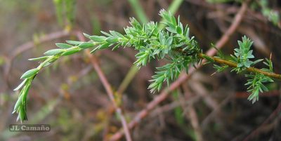 Genista ancistrocarpa, photographed by José Luis Camaño