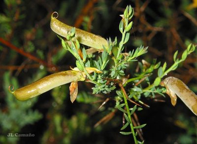 Genista ancistrocarpa, photographed by José Luis Camaño
