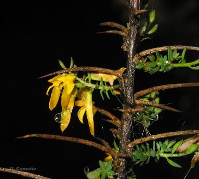Genista ancistrocarpa, photographed by José Luis Camaño