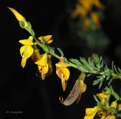 Genista ancistrocarpa, photographed by José Luis Camaño