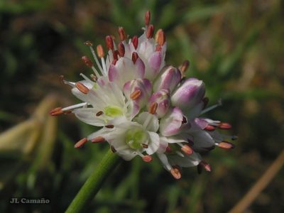 Allium ericetorum, photographed by José Luis Camaño