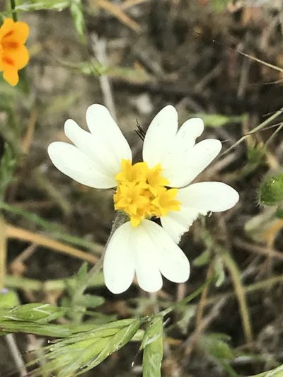 Layia leucopappa, photographed by Rachel Smith