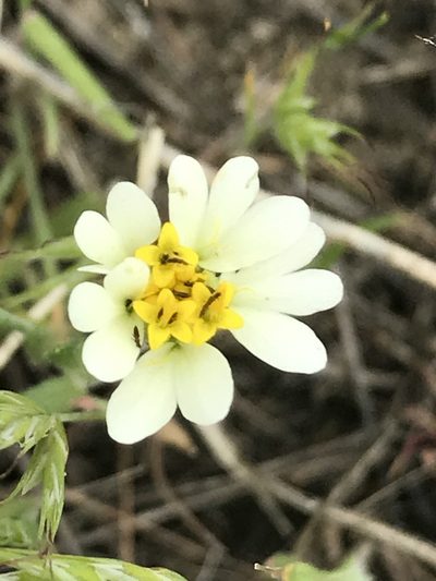 Layia leucopappa, photographed by Rachel Smith