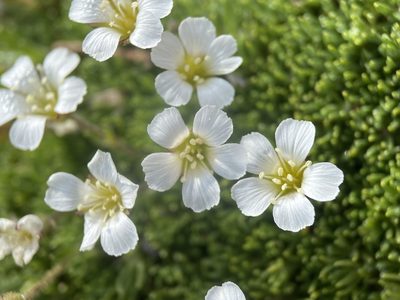 Cherleria obtusiloba, photographed by Matt Berger