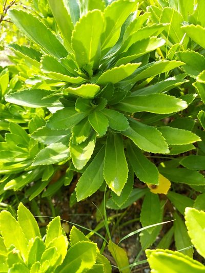 Nipponanthemum nipponicum, photographed by the swamp ass