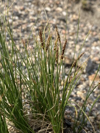 Carex elynoides, photographed by Matt Berger