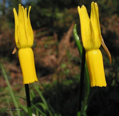 Narcissus cyclamineus, photographed by José Luis Camaño
