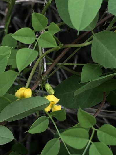 Nissolia schottii, photographed by Enrique Martínez Núñez
