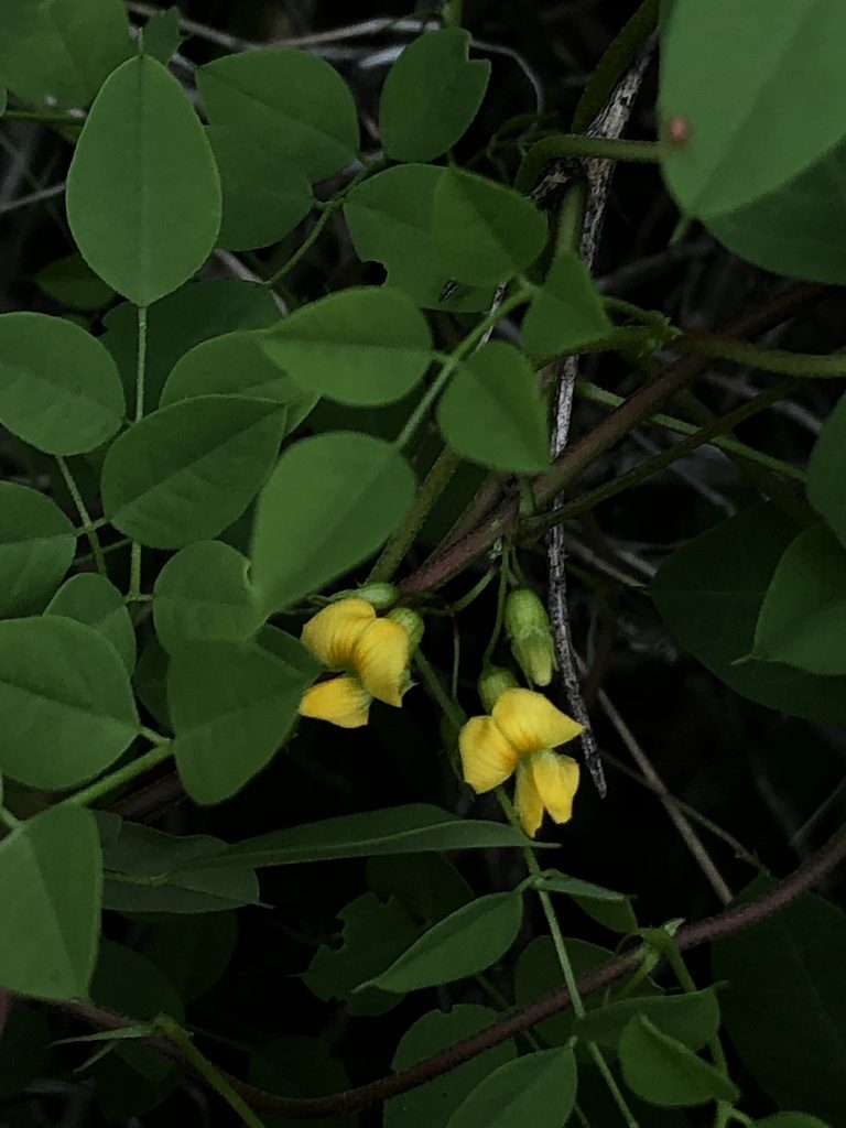 Nissolia schottii, photographed by Enrique Martínez Núñez