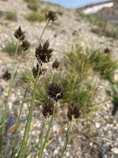 Carex ebenea, photographed by Matt Berger