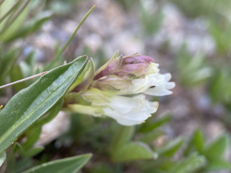 Chionophila jamesii, photographed by Matt Berger