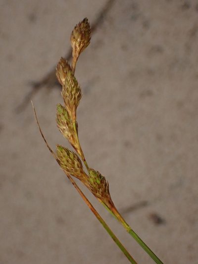 Carex silicea, photographed by Louis Imbeau