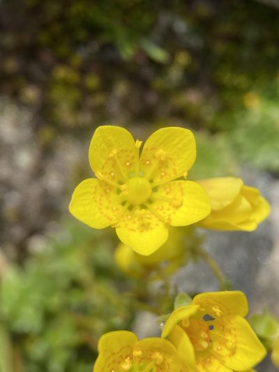 Saxifraga chrysantha, photographed by Matt Berger