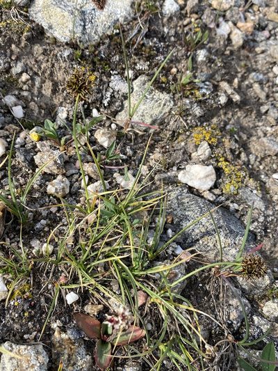 Carex perglobosa, photographed by Matt Berger