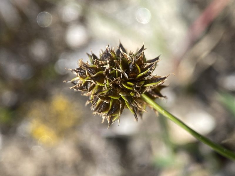 Carex perglobosa, photographed by Matt Berger