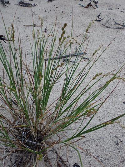 Carex silicea, photographed by Louis Imbeau