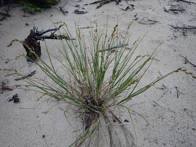 Carex silicea, photographed by Louis Imbeau