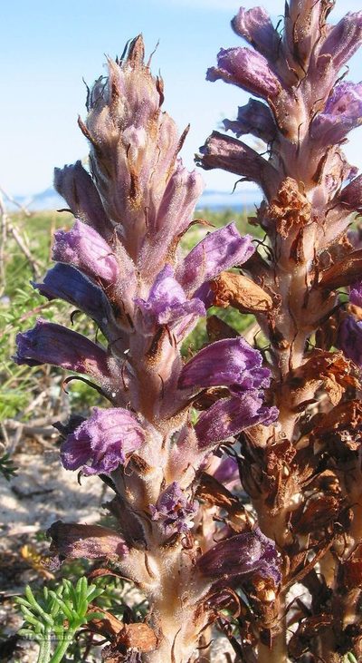 Orobanche arenaria, photographed by José Luis Camaño