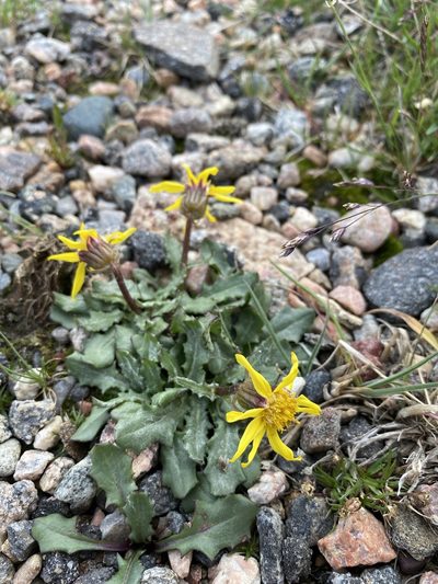 Senecio taraxacoides, photographed by Matt Berger
