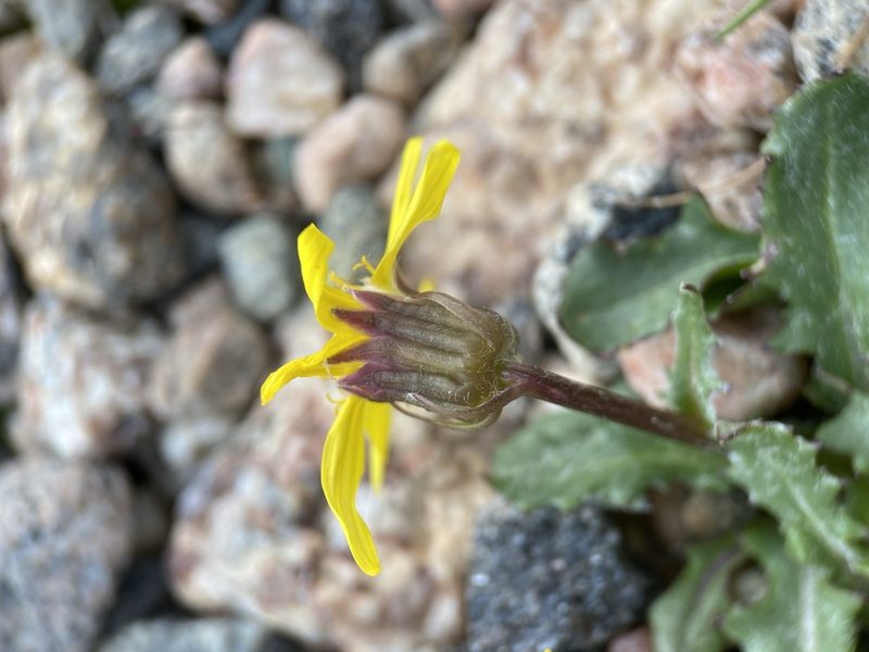 Senecio taraxacoides, photographed by Matt Berger