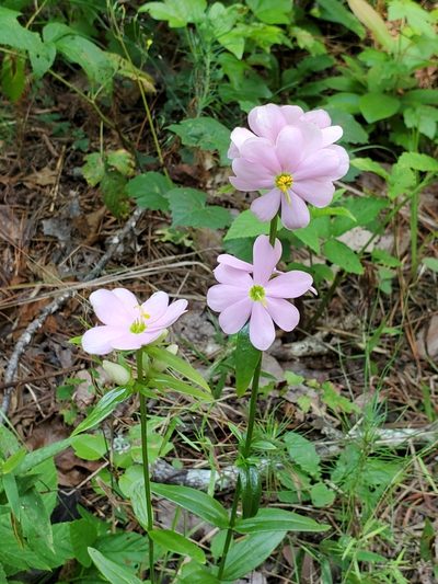 Sabatia capitata, photographed by Samuel A Schmid, PhD, PWS