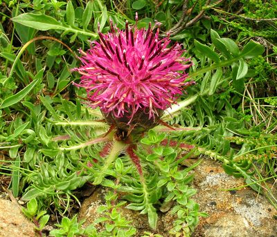 Centaurea borjae, photographed by José Luis Camaño
