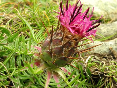 Centaurea borjae, photographed by José Luis Camaño