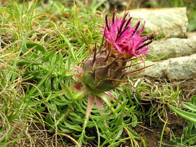 Centaurea borjae, photographed by José Luis Camaño